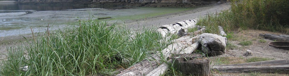 beachGrass980 beachGrass980