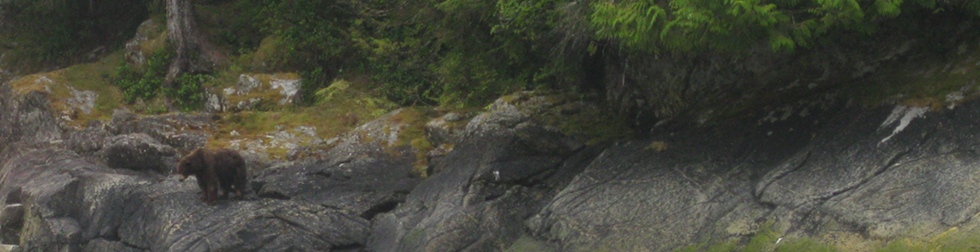 Inside Passage Bear on David B Cruise