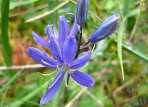 Wildflower in the San Juan Islands Wildflower in the San Juan Islands