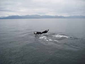 Whale Watching on an Alaksa Small Ship Cruise