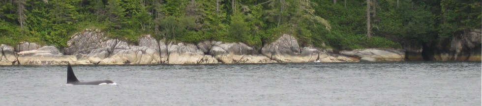 Orca on David B Cruise