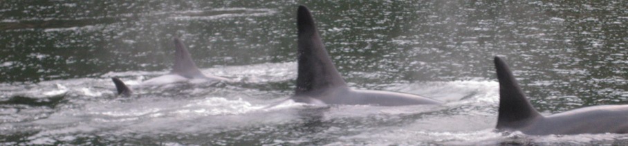 Orca Whales on a David B Cruise