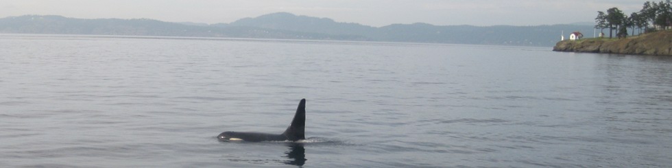 Orca at Turn Point