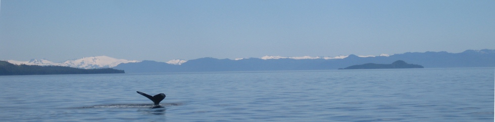 Small Ship Cruise Alaska - Whale Fluke
