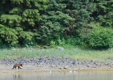 Brown bear viewing in Cannery Cove on an 8-day Alaska cruise on the David B