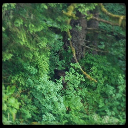 Brown bear on Admiralty Island on a small ship cruise