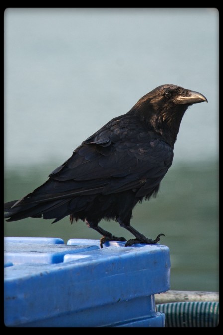 Crow in Alaska 