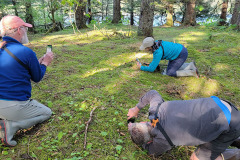 Searching for Tiny Wildflowers
