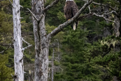 Bald Eagle in Tracy Arm