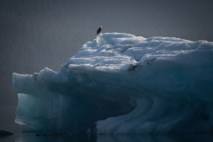 Bald Eagle on an Iceberg