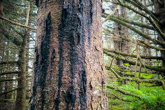 Bear Claw Tree