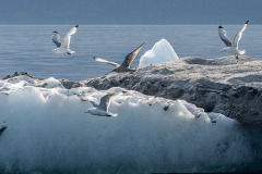 Birds and Iceberg