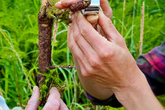 Trichia Slime Mold