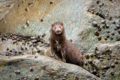 Mink in a Fjord
