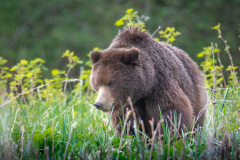 Coastal Brown Bear at Pack Creek