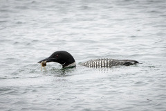 Common-Loon-eating-a-crab