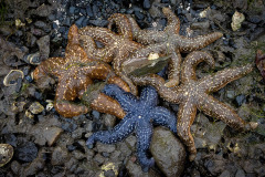 Seastars