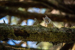 Squirrel-3