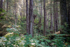 Wood-Spit-Forest