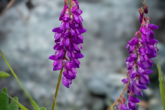 Alpine-sweetvetch