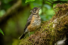 Baby-Robin