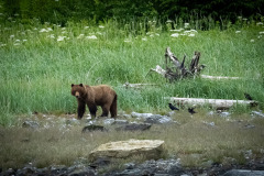 Bear-on-the-beach