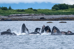 Humpback-Whales-4
