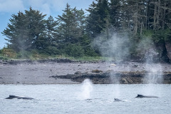 Humpback-whales-2