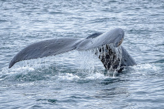 Humpback-whales-3