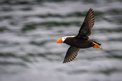 puffin