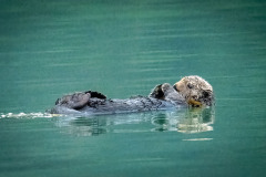 sea-otter-1