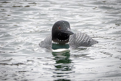 Common-Loon_