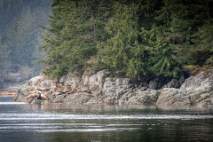 Sealions