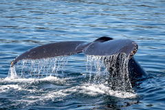 Humpback-Fluke Humpback-Fluke