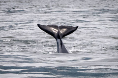 Killer-Whale-Fluke Killer-Whale-Fluke