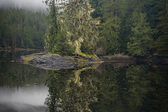 Lichen-covered-tree-reflection Lichen-covered-tree-reflection