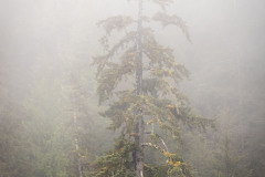 Mother-Tree Mother-Tree
