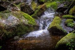 Yes-Bay-Streamlet Yes-Bay-Streamlet