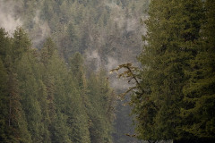 Yes-Bay-trees Yes-Bay-trees