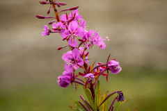 Fireweed Fireweed