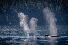 Three-Humpbacks-Traveling Three-Humpbacks-Traveling