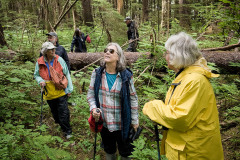 forest-walk forest-walk