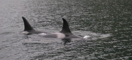 Killer Whales on cruise to Desolation Sound