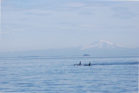 San Juan Islands Killer Whales and Mount Baker from a Small Ship Cruise