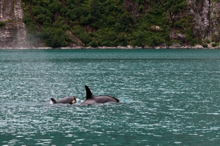 Orcas In Tracy Arm Fjord - Small Boat Cruise Alaska