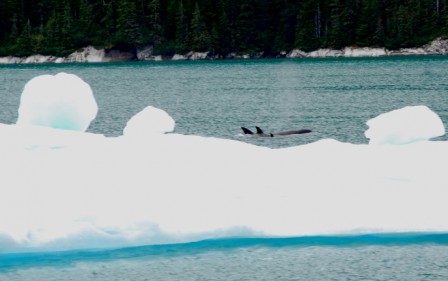 Orcas Swim Past Iceberg in Tracy Arm