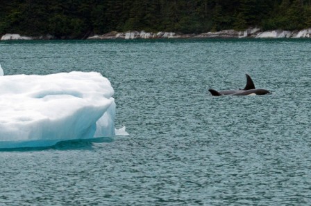 Killer Whales and Iceberg in Tracy Arm on Small Ship Cruise