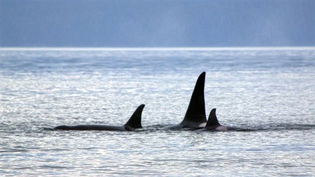 Killer whales at Point Gardner in Alaska