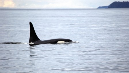 Lone orca in Chatham Strait Alaska