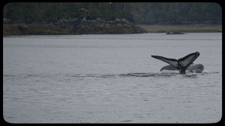Whale watching on a 12-day inside passage small ship cruise